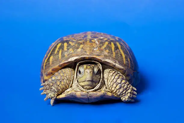 Turtle  isolated on blue background, shot on poster board with NO PS isolation