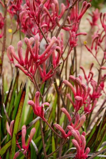 velvety flowers of the Australian kangaroo paw plant