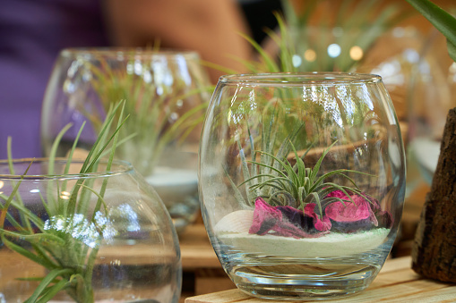 Tiny botanical crystal balls and vessels with succulent plants for decoration