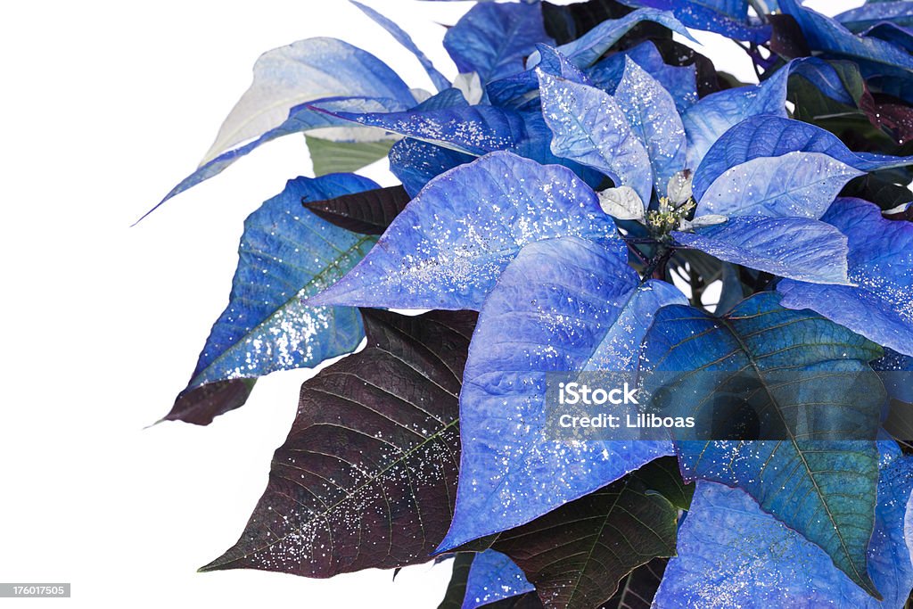 Flor De Nochebuena Foto de stock y más banco de imágenes de Azul - Azul,  Flor de Pascua, Celebración - Acontecimiento - iStock