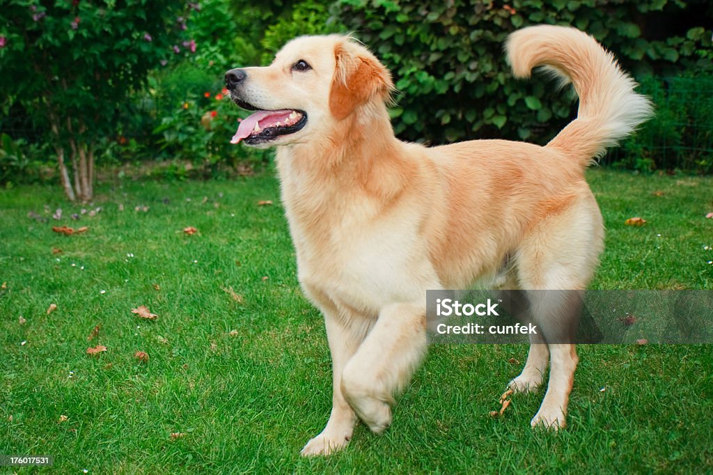 Perro juguetón - Foto de stock de Labrador dorado libre de derechos