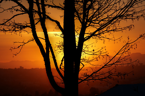 Landscape on the lake at sunset time, silhouette of trees