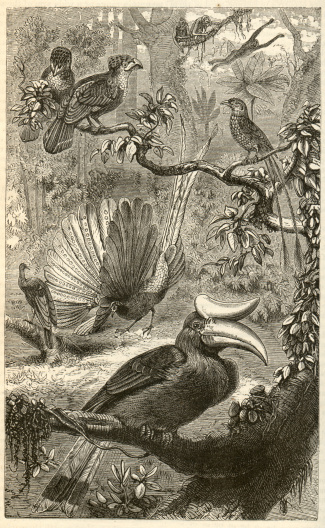 An antique illustration of Brown Titlark birds, American Pipit Birds of America by John James Audubon in1838.