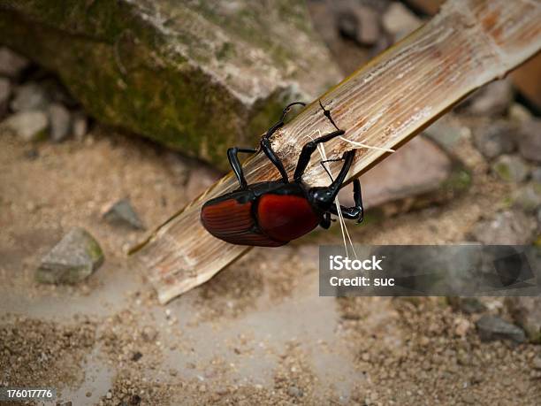 Besourohércules - Fotografias de stock e mais imagens de Animal - Animal, Animal selvagem, Assustador