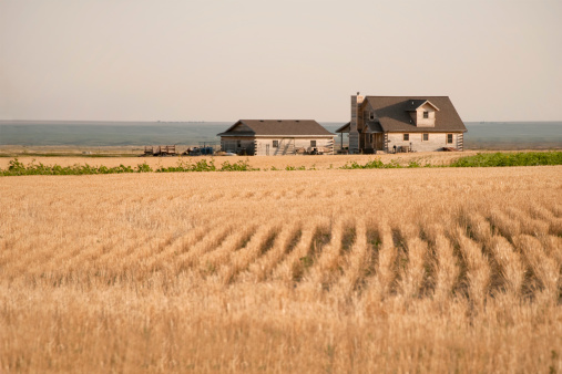 A house amidst the fields of grain in the midwest in the early evening