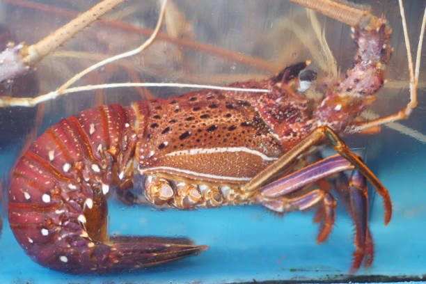 istock Fresh raw shrimp in water , 1760178898