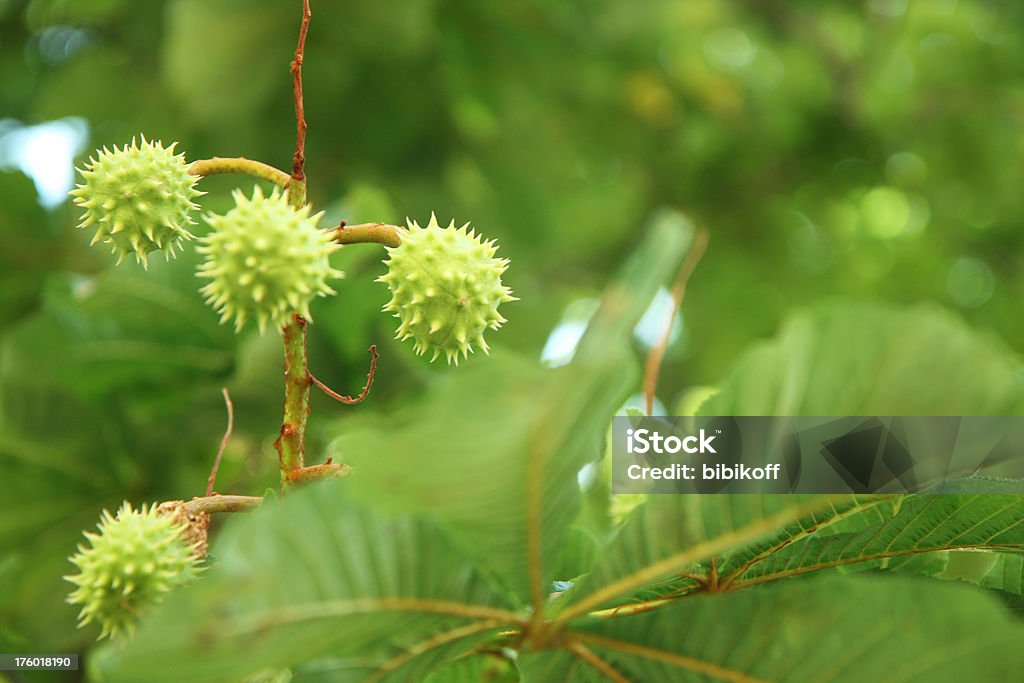 Les marrons vert - Photo de Marron d'Inde libre de droits