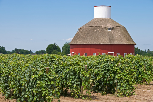 Vineyard and round barn