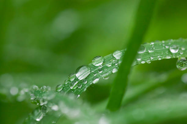 Blades of grass with raindrops stock photo