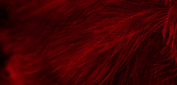 istock feather pigeon macro photo. texture or background 1760182347