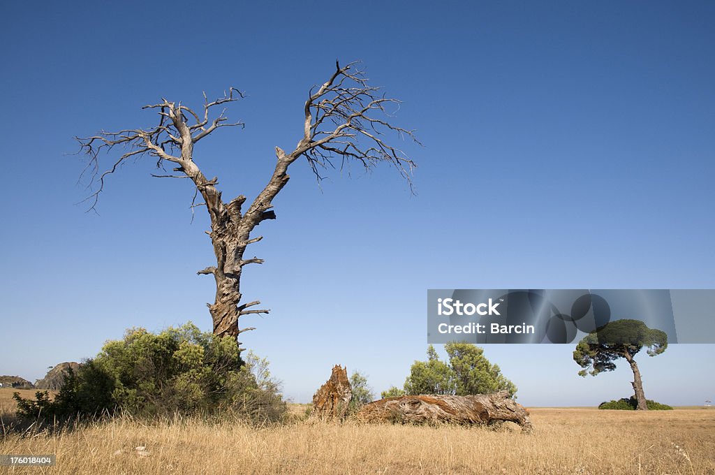 Mort Pin - Photo de Arbre libre de droits