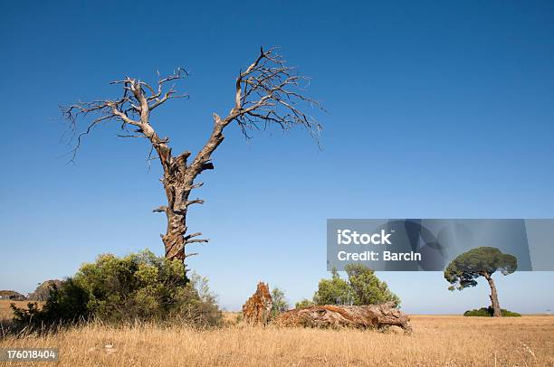 Photo libre de droit de Mort Pin banque d'images et plus d'images libres de droit de Arbre - Arbre, Aride, Beauté de la nature