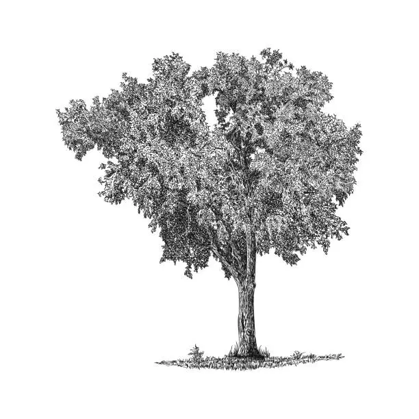 Vector illustration of Hand drawn pen and ink tree illustration