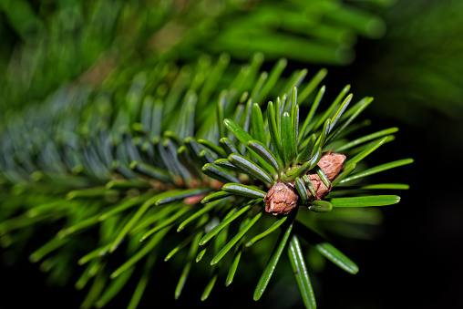 Green branch of a fir tree against black background