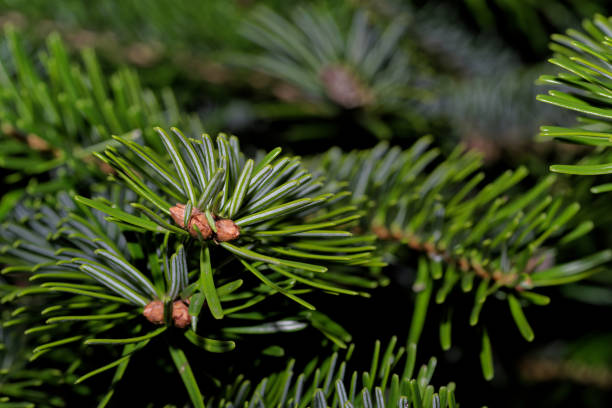istock Green branch of a fir tree against black background 1760184994