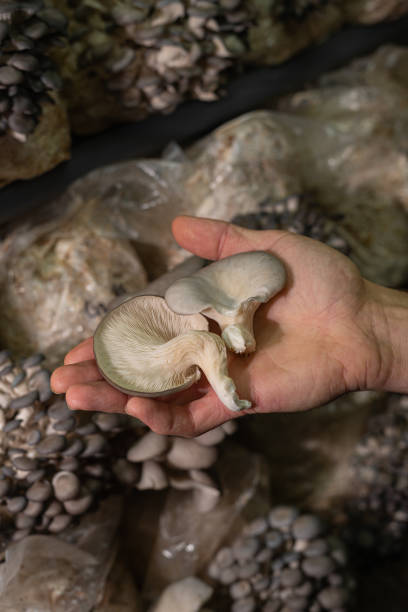 istock Fresh oyster mushrooms in farmers hand. 1760186066
