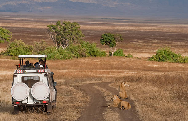 istock Safari tourists watching lions 176018659