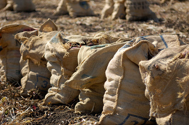istock Harvested Red Onions in Burlap Sack 176018975