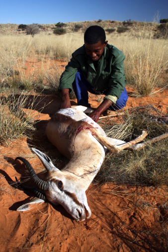 a Man cutting open a Springbok after it was shot.