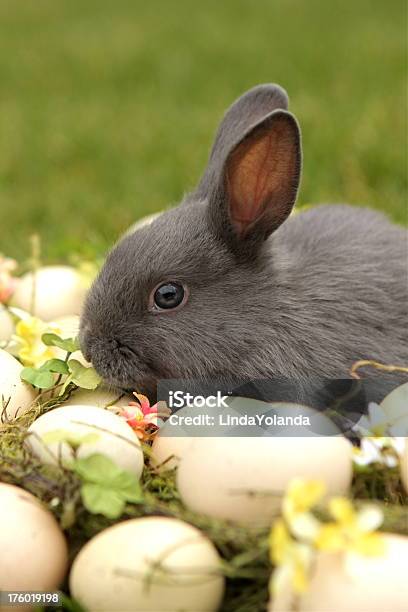 Foto de Coelhinho Da Páscoa e mais fotos de stock de Animal - Animal, Animal doméstico, Coelhinho da Páscoa