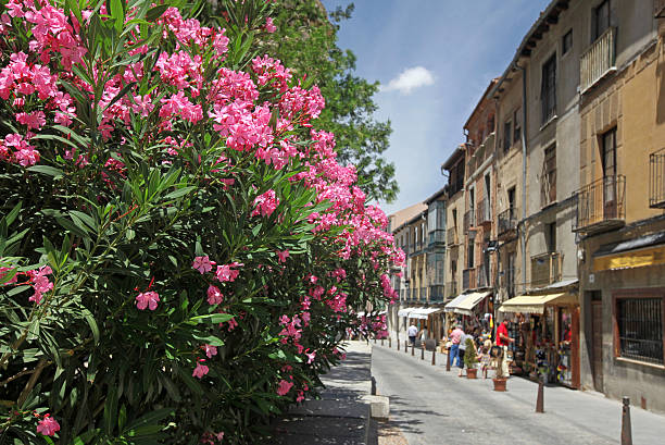 istock Flowers In Bloom On Street 176019362