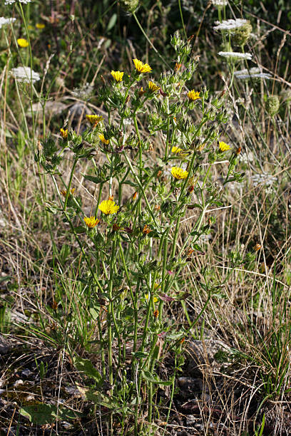 Yellow hawkweed bristly or prickly ox-tongue Picris echioides This is one of those yellow wildflowers whose cross-resemblance to dandelions and sow-thistles make it hard to identify in the field. It is (very) bristly (or prickly), making one doubt the statement that it was used as a raw salad vegetable in Sicily. However, medieval writer Platina has this to say: '(Oxtongue) is seasoned both raw and boiled. After it has been well-washed and pressed in a net made especially for the purpose, put raw buglossi in a dish with calamint, mint, and parsley, sprinkle on salt and oil and toss until it absorbs the oil and its sharpness softness. Finally, add vinegar and serve immediately to your guests. When it is boiled, it is seasoned in the same way as lettuce.' (Buglossi translates from the Italian as ox-tongue, not bugloss.) An alternative latin name is (Helmintia echioides).  Remains of bristly ox-tongue were identified from the floor of a 1000-year old (late Bronze Age) hut site in Kent, UK. picris echioides stock pictures, royalty-free photos & images