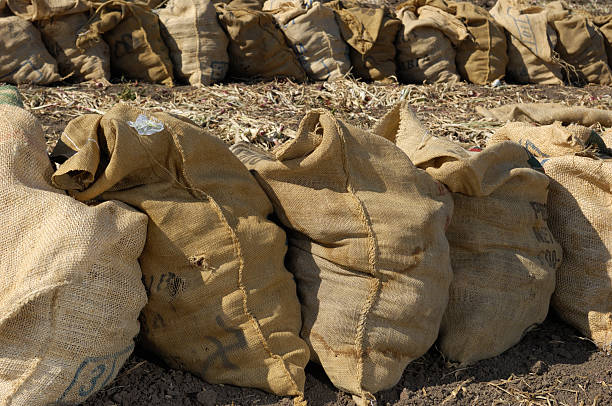 istock Harvested Red Onions in Burlap Sack 176019471