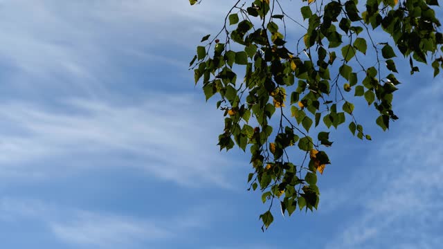 yellow and green birch leaves waving in a wind. blue sky and clouds on background. autumn is coming.