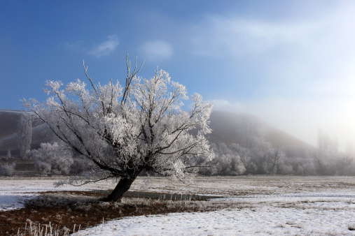 Hoar frost on a tree in the middle of winter.