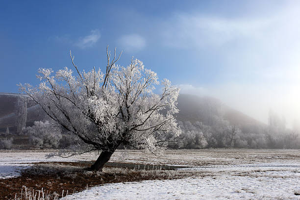 Winter frost on a tree stock photo