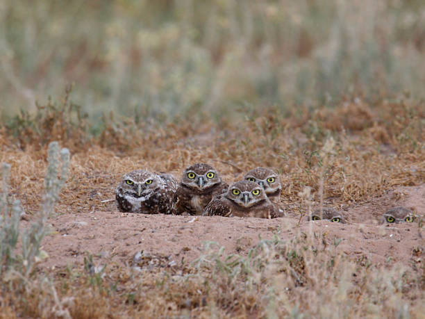 Burrowing Owl Family in the Wild "Several burrowing owlets and one adult in a burrow. (Notice the two babies on the right peeking out.) Taken in Valencia County, New Mexico." burrowing owl stock pictures, royalty-free photos & images