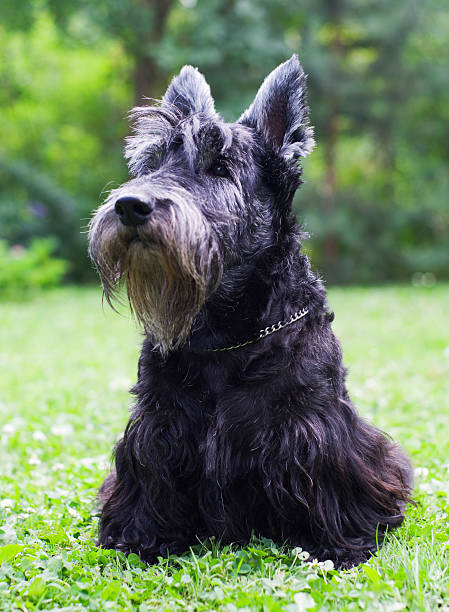 istock Proud to be a Scottie 176019668