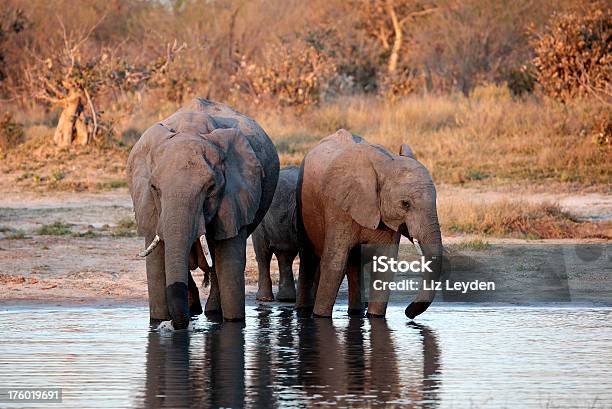 Elefantes Africanos Em Cisterna No Início Da Noite - Fotografias de stock e mais imagens de Botsuana - Botsuana, Cisterna - Água Parada, Elefante