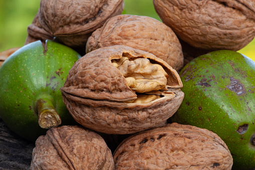 Walnuts in hard-shell and fresh green shell