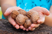 Young woman holds walnuts in her palm. Walnuts with Hard Shell. Newly collected fresh walnuts.