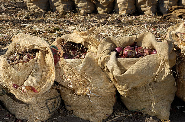 istock Harvested Red Onions in Burlap Sack 176019848