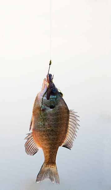 istock Hooked Fish on a Fishing Line 176019903