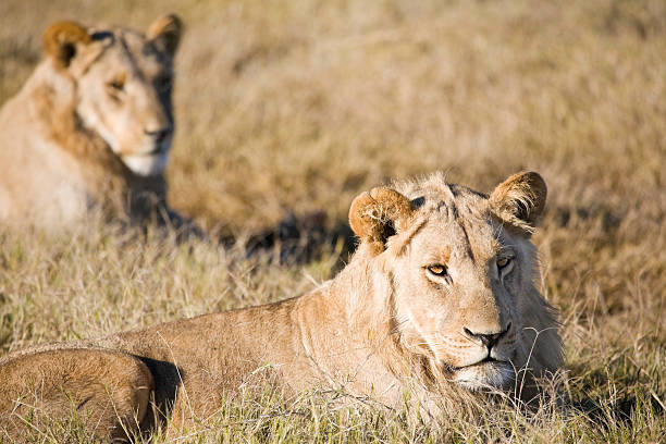 istock Young Male Lions 176019927