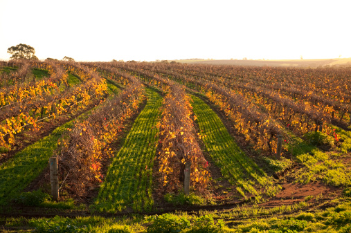 Vineyard Barossa Valley autumn leaves Adelaide South AustraliaSee ‘The Great Outdoors’ Collection