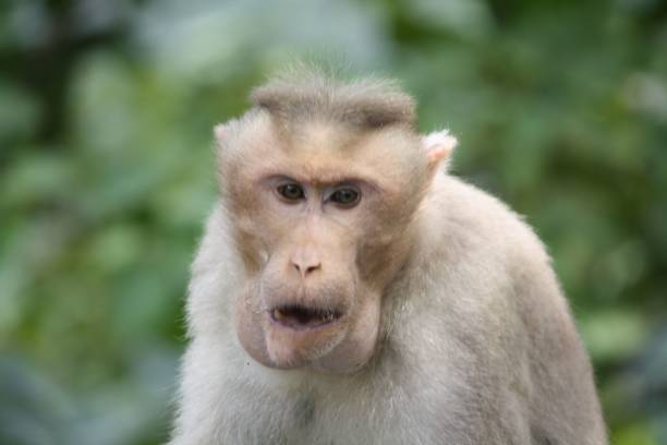 istock a monkey with a funny face looks at the camera while standing in a jungle 1760202550