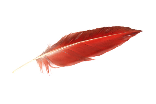 Parrot feather.