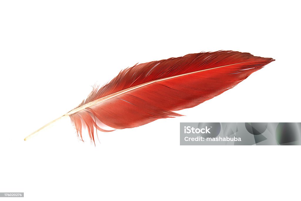 Papuga feather. - Zbiór zdjęć royalty-free (Pióro - Tworzywo)