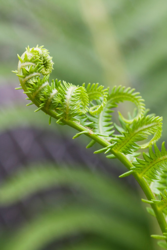 Close-up of fern leaf unfurling, called a fiddlehead because of its shape
