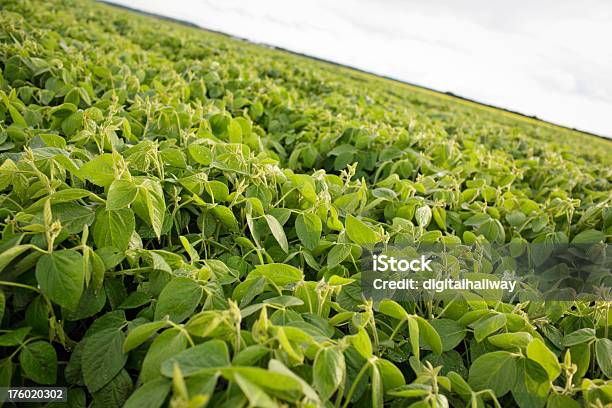 Foto de Campo De Soja Na Fase e mais fotos de stock de Agricultura - Agricultura, Ajardinado, Azul