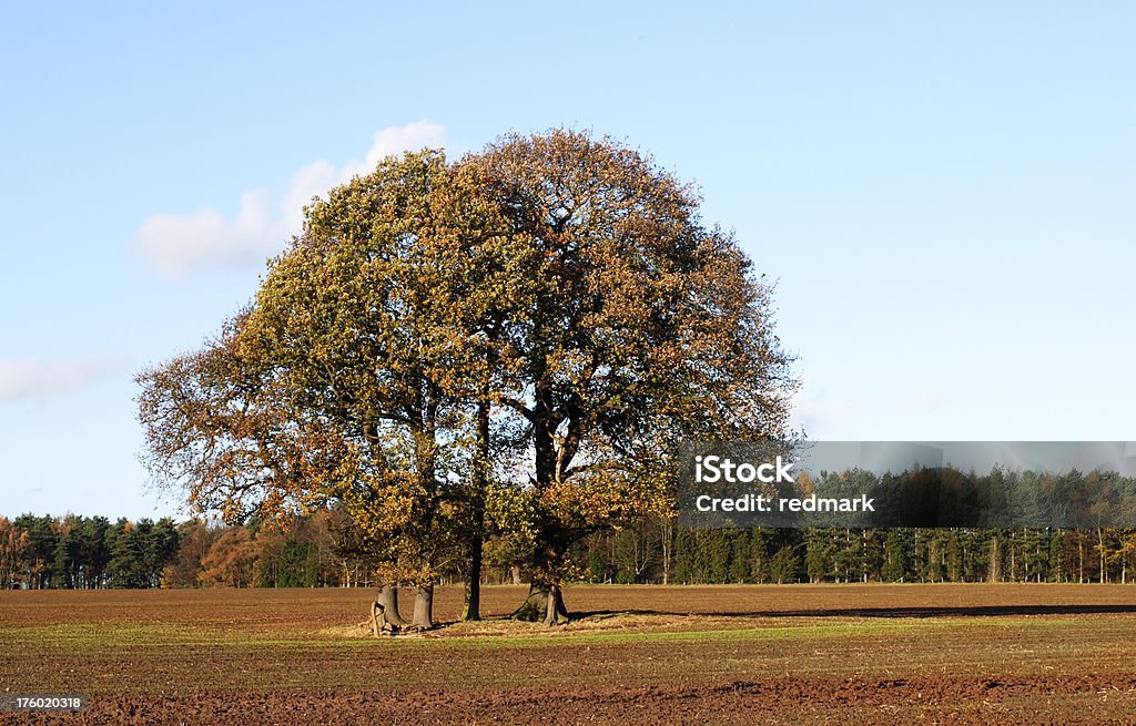 Alberi autunnali - Foto stock royalty-free di Agricoltura