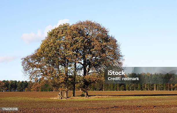 Alberi Autunnali - Fotografie stock e altre immagini di Agricoltura - Agricoltura, Albero, Albero deciduo