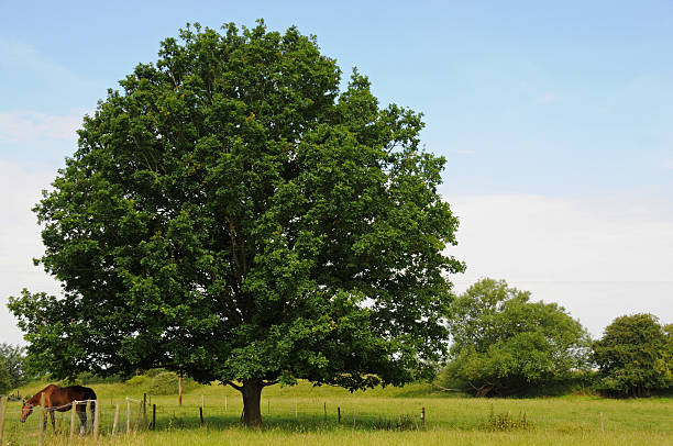 istock Tree with horse in the corner 176020444
