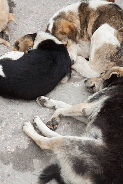 Parásito perros dormitorio - foto de stock