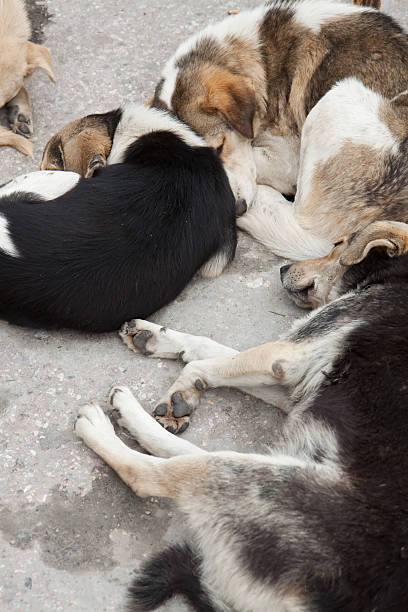Sleeping stray dogs stock photo