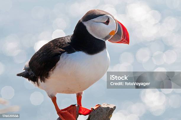 Maskonur Zwyczajny Fratercula Arctica Islandia - zdjęcia stockowe i więcej obrazów Maskonur - Maskonur, Odosobniony, Brzeg wody